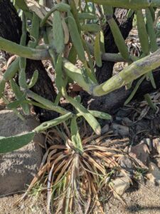 SonoranDesertMuseumJan2025-64 image from Arizona Sonoran Desert Museum in Tucson AZ