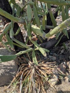 SonoranDesertMuseumJan2025-65 image from Arizona Sonoran Desert Museum in Tucson AZ