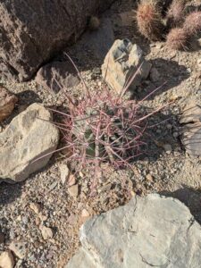 SonoranDesertMuseumJan2025-66 image from Arizona Sonoran Desert Museum in Tucson AZ