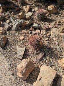 SonoranDesertMuseumJan2025-67 image from Arizona Sonoran Desert Museum in Tucson AZ