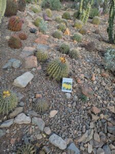 SonoranDesertMuseumJan2025-68 image from Arizona Sonoran Desert Museum in Tucson AZ