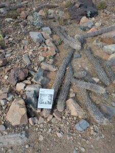 SonoranDesertMuseumJan2025-69 image from Arizona Sonoran Desert Museum in Tucson AZ