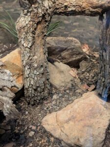 SonoranDesertMuseumJan2025-7 image from Arizona Sonoran Desert Museum in Tucson AZ