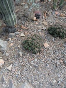 SonoranDesertMuseumJan2025-70 image from Arizona Sonoran Desert Museum in Tucson AZ