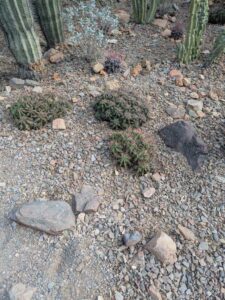 SonoranDesertMuseumJan2025-71 image from Arizona Sonoran Desert Museum in Tucson AZ