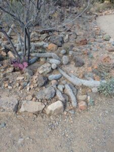 SonoranDesertMuseumJan2025-72 image from Arizona Sonoran Desert Museum in Tucson AZ