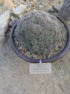 SonoranDesertMuseumJan2025-73 image from Arizona Sonoran Desert Museum in Tucson AZ