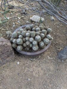 SonoranDesertMuseumJan2025-74 image from Arizona Sonoran Desert Museum in Tucson AZ