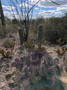SonoranDesertMuseumJan2025-75 image from Arizona Sonoran Desert Museum in Tucson AZ