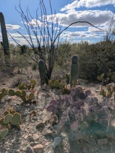 SonoranDesertMuseumJan2025-76 image from Arizona Sonoran Desert Museum in Tucson AZ