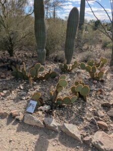 SonoranDesertMuseumJan2025-77 image from Arizona Sonoran Desert Museum in Tucson AZ