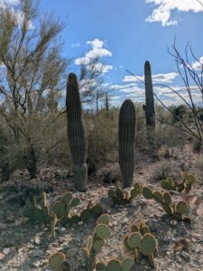 SonoranDesertMuseumJan2025-78 image from Arizona Sonoran Desert Museum in Tucson AZ
