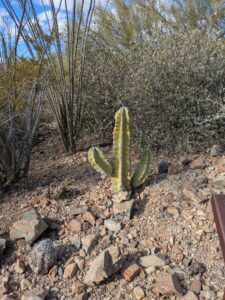 SonoranDesertMuseumJan2025-79 image from Arizona Sonoran Desert Museum in Tucson AZ