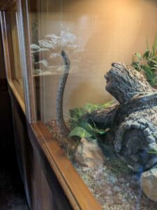 SonoranDesertMuseumJan2025-8 image from Arizona Sonoran Desert Museum in Tucson AZ