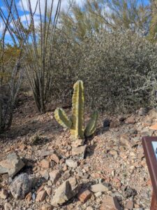 SonoranDesertMuseumJan2025-80 image from Arizona Sonoran Desert Museum in Tucson AZ