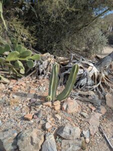 SonoranDesertMuseumJan2025-81 image from Arizona Sonoran Desert Museum in Tucson AZ