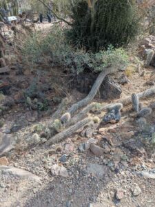 SonoranDesertMuseumJan2025-82 image from Arizona Sonoran Desert Museum in Tucson AZ