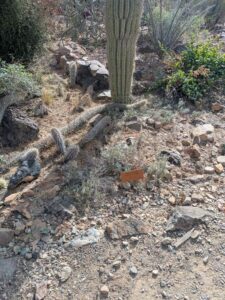 SonoranDesertMuseumJan2025-83 image from Arizona Sonoran Desert Museum in Tucson AZ