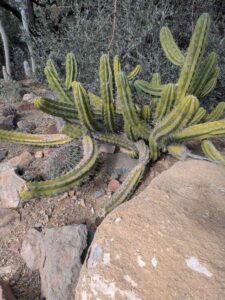 SonoranDesertMuseumJan2025-84 image from Arizona Sonoran Desert Museum in Tucson AZ