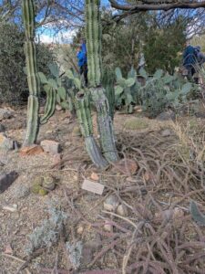 SonoranDesertMuseumJan2025-85 image from Arizona Sonoran Desert Museum in Tucson AZ