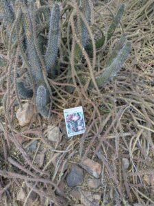 SonoranDesertMuseumJan2025-86 image from Arizona Sonoran Desert Museum in Tucson AZ