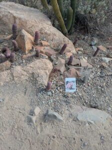 SonoranDesertMuseumJan2025-87 image from Arizona Sonoran Desert Museum in Tucson AZ