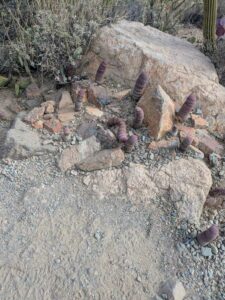 SonoranDesertMuseumJan2025-88 image from Arizona Sonoran Desert Museum in Tucson AZ