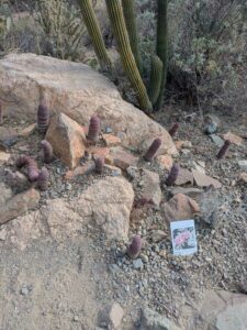 SonoranDesertMuseumJan2025-89 image from Arizona Sonoran Desert Museum in Tucson AZ