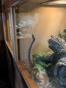 SonoranDesertMuseumJan2025-9 image from Arizona Sonoran Desert Museum in Tucson AZ