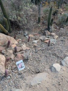 SonoranDesertMuseumJan2025-90 image from Arizona Sonoran Desert Museum in Tucson AZ