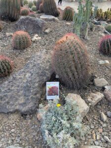 SonoranDesertMuseumJan2025-92 image from Arizona Sonoran Desert Museum in Tucson AZ
