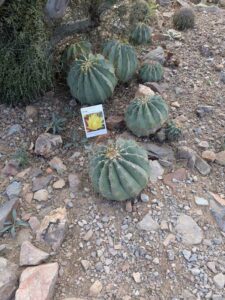 SonoranDesertMuseumJan2025-93 image from Arizona Sonoran Desert Museum in Tucson AZ