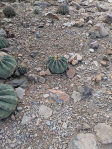 SonoranDesertMuseumJan2025-94 image from Arizona Sonoran Desert Museum in Tucson AZ