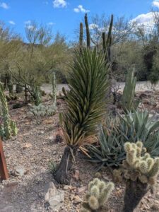 SonoranDesertMuseumJan2025-95 image from Arizona Sonoran Desert Museum in Tucson AZ