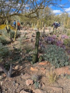 SonoranDesertMuseumJan2025-96 image from Arizona Sonoran Desert Museum in Tucson AZ