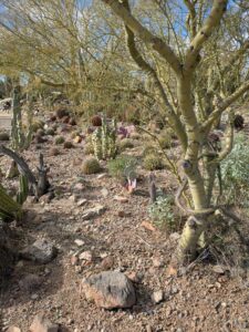 SonoranDesertMuseumJan2025-97 image from Arizona Sonoran Desert Museum in Tucson AZ