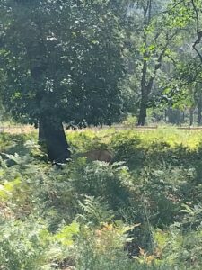 YosemiteAug2024-100 image from Yosemite Valley, summer 2024