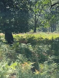 YosemiteAug2024-101 image from Yosemite Valley, summer 2024