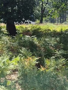 YosemiteAug2024-102 image from Yosemite Valley, summer 2024