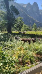 YosemiteAug2024-106 image from Yosemite Valley, summer 2024