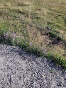 YosemiteAug2024-15 image from Yosemite Valley, summer 2024