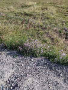 YosemiteAug2024-16 image from Yosemite Valley, summer 2024