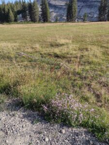 YosemiteAug2024-17 image from Yosemite Valley, summer 2024