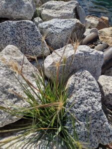 YosemiteAug2024-22 image from Yosemite Valley, summer 2024