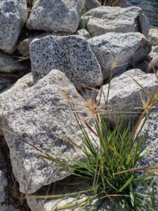 YosemiteAug2024-23 image from Yosemite Valley, summer 2024