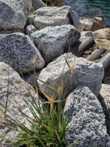 YosemiteAug2024-24 image from Yosemite Valley, summer 2024