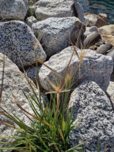YosemiteAug2024-25 image from Yosemite Valley, summer 2024