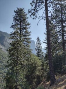 YosemiteAug2024-43 image from Yosemite Valley, summer 2024