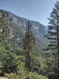 YosemiteAug2024-48 image from Yosemite Valley, summer 2024