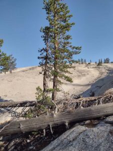 YosemiteAug2024-6 image from Yosemite Valley, summer 2024